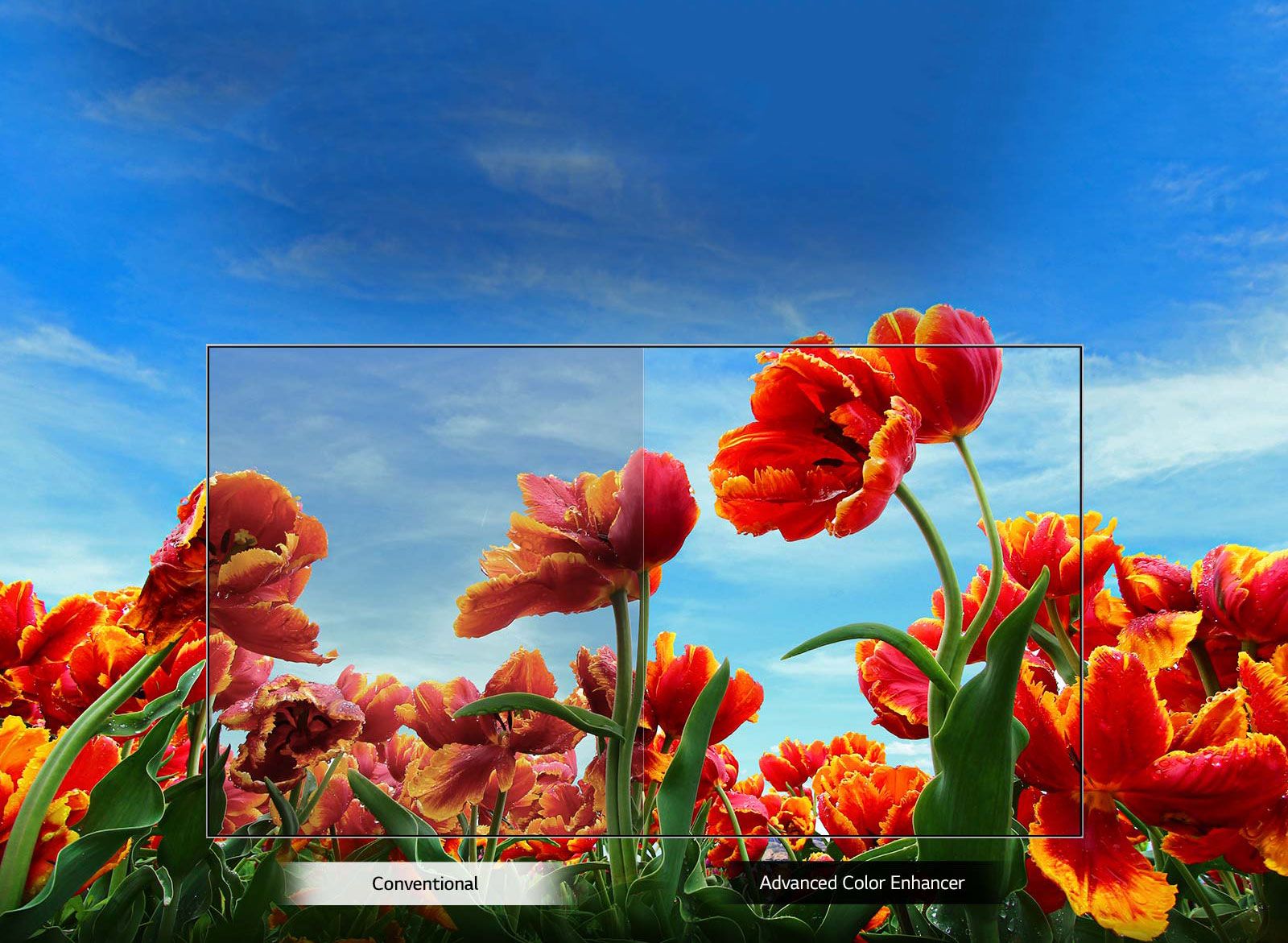 افزایش کیفیت رنگ های طبیعی با فناوری Dynamic Color در الجی 43LM5000