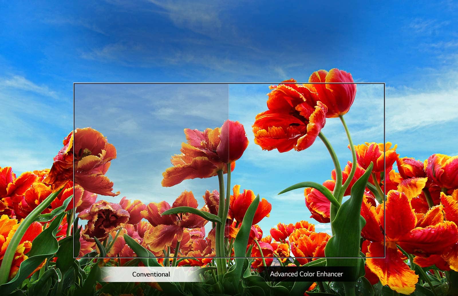 فناوری Dynamic Color در تلویزیون الجی 43LM5700